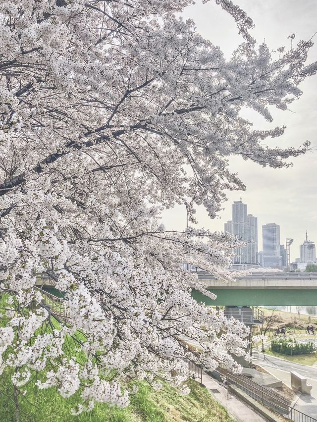 서울 감성 벚꽃명소를 찾는다면, 바로 이 곳🌸