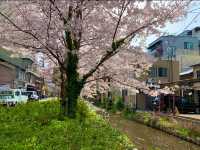 京都　KYOTO SAKURA桜めぐり❗️高瀬川沿いの桜に感動❗️