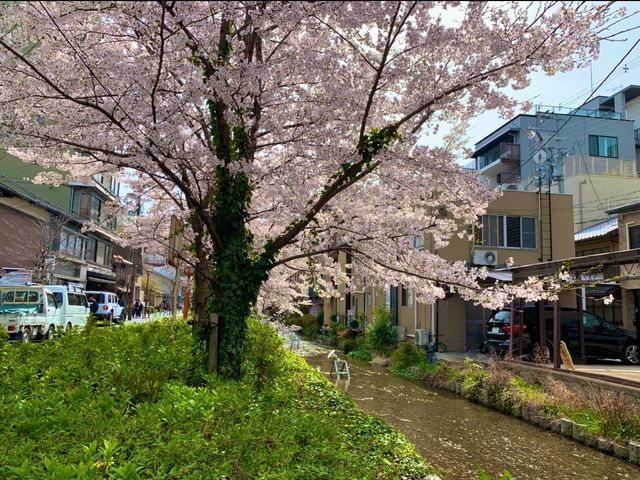 京都　KYOTO SAKURA桜めぐり❗️高瀬川沿いの桜に感動❗️