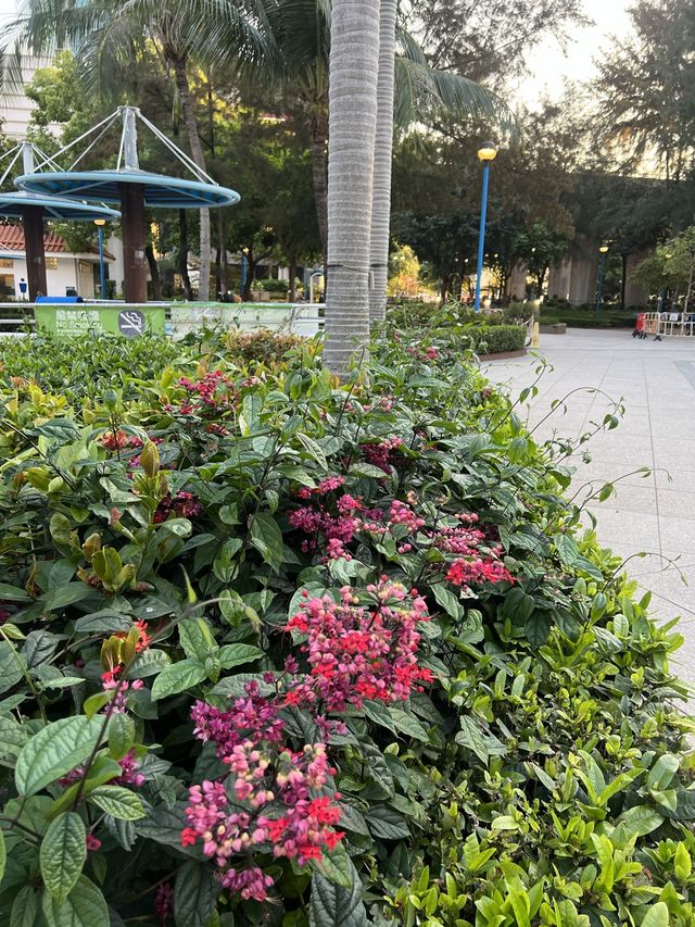 🌸荃灣公園賞花輕鬆遊🤗🌴🌳