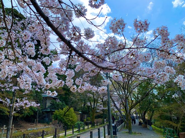 京都　SAKURA 桜めぐり❗️哲学の道の桜に感動❗️