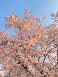 고즈넉한 창덕궁과 어우러진 꽃 🌸