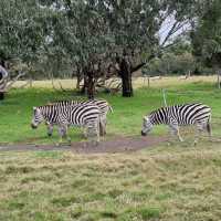 Close Encounters In Werribee