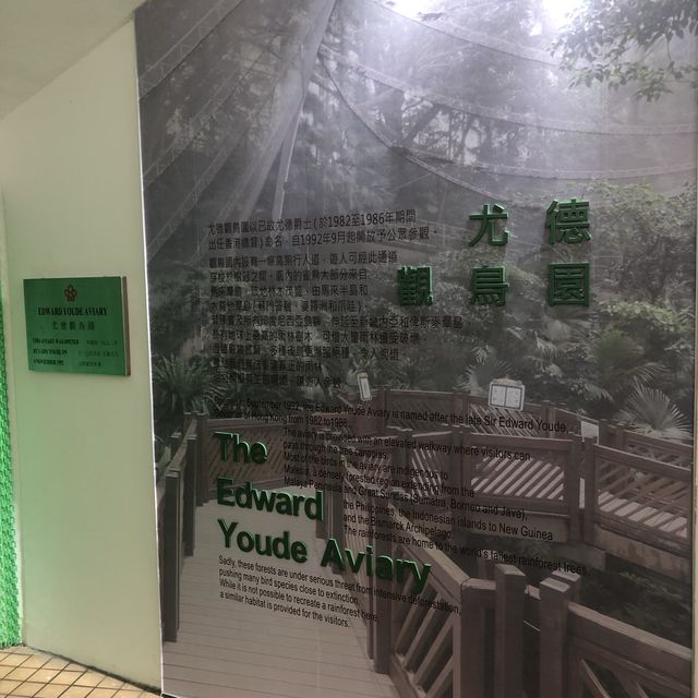 近距離觀賞雀鳥