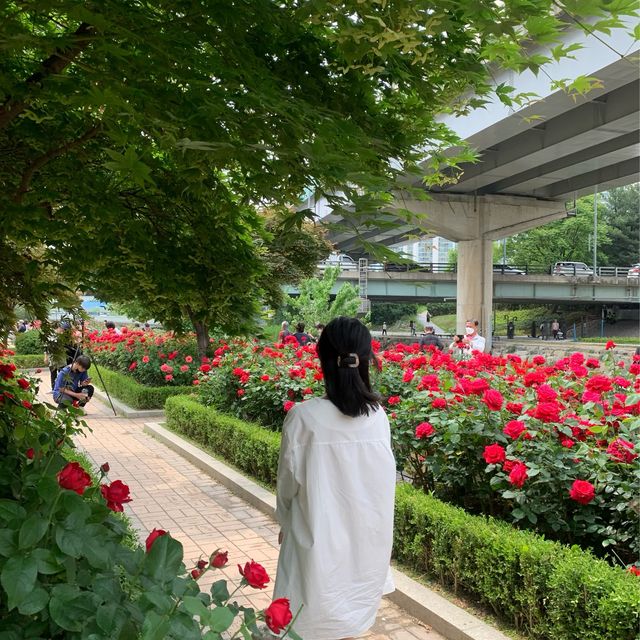 알록달록 장미를 만나볼 수 있는 중랑천 장미 축제 🌹