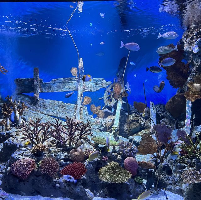 Sea Life Bangkok Ocean World @ Siam Paragon