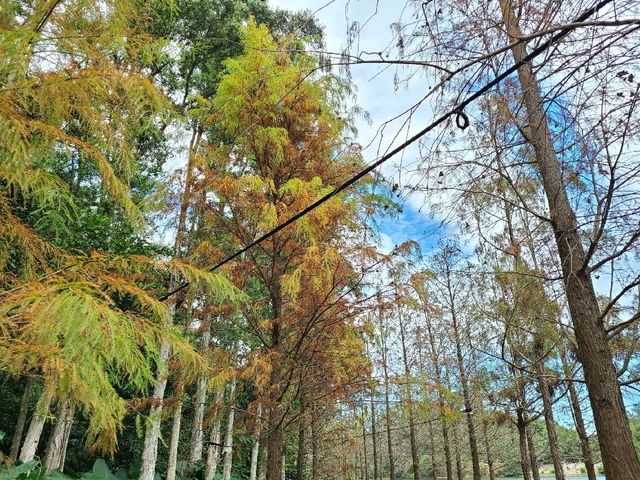 港版輕井澤雲場池~流水響水塘🏞️