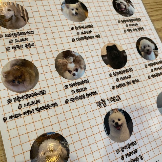 반려견과 함께 할 수 있는 카페 🐶 원주 왈왈이 애견카페