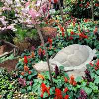 Flower Dome x Sakura flowers with Hello Kitty