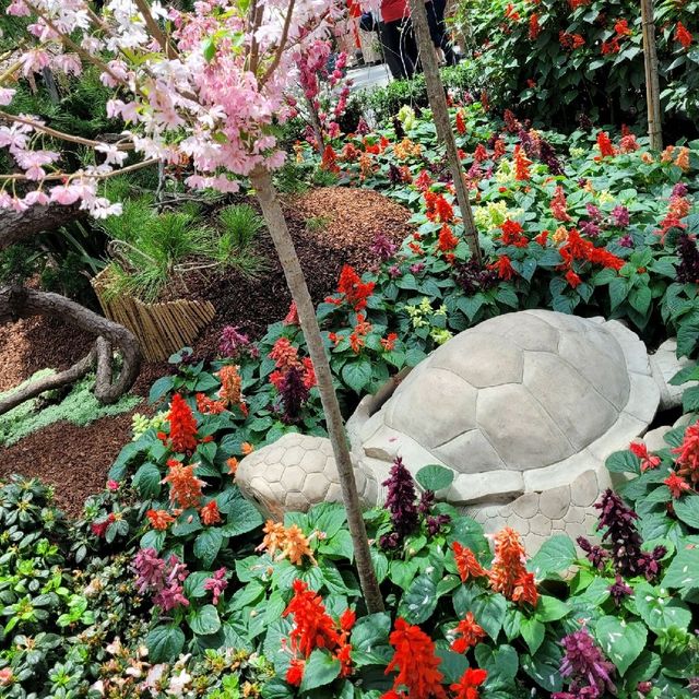 Flower Dome x Sakura flowers with Hello Kitty