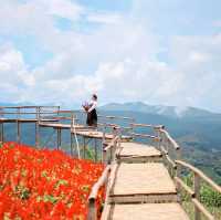 สวนดอกไม้ที่วิวสวยที่สุด | ม่อนแจ่ม ~ เชียงใหม่