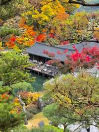 가을 단풍 명소 화담숲 미리보기🍁