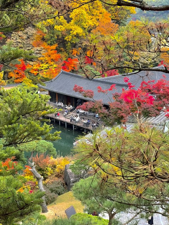 가을 단풍 명소 화담숲 미리보기🍁