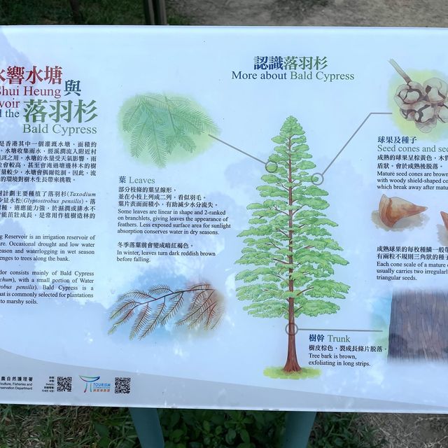 秋高氣爽🍂 流水響📸影落羽杉🌿影天空之鏡🪞