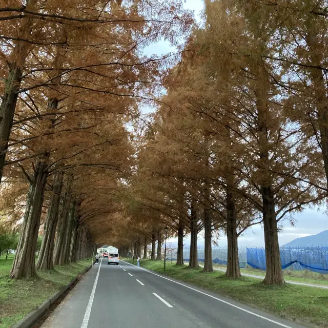 滋賀県　メタセコイア並木道