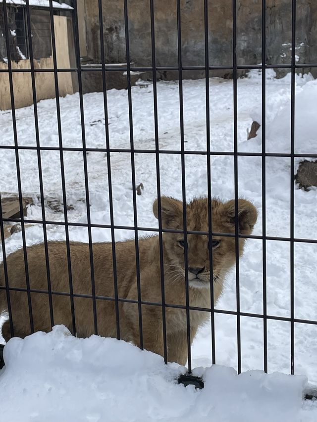 🇯🇵北海道-旭川動物園