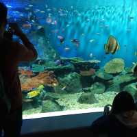 Exploring Shinagawa Aquarium 