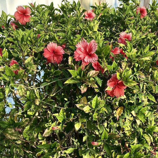 一望無際🤩踏青好去處『高雄彌陀漯底山公園⛰』前身是軍營👮🏻‍♂️