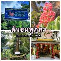 ดอกไม้สีชมพูที่ใกล้สูญพันธุ์ พบแห่งเดียวในโลก 