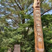 제주도 여행 - 비자림