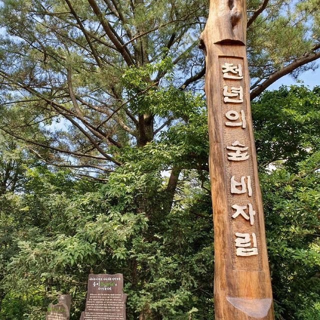 제주도 여행 - 비자림