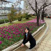 김해 연지공원 벚꽃과 튤립을 한번에 🌸🌷