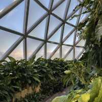 보타닉가든-마운틴쿠사 : Brisbane Botanic Gardens