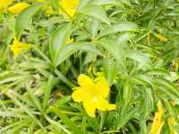 屯門賞花好地方