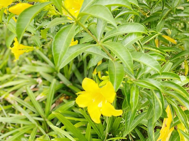 屯門賞花好地方