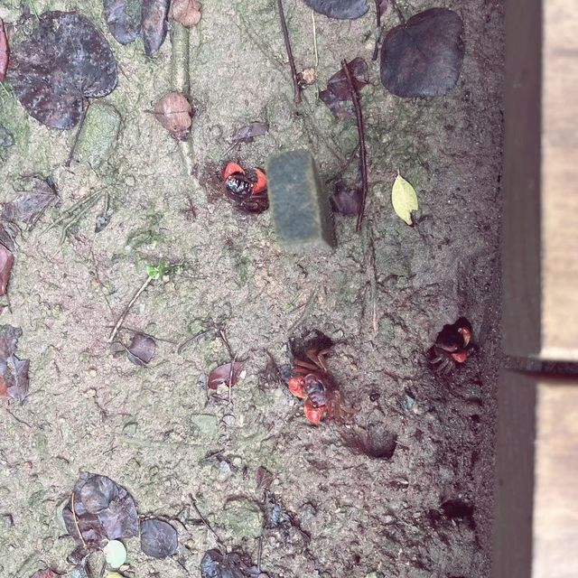 香港濕地公園