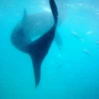 Whale Watching Oslob Cebu