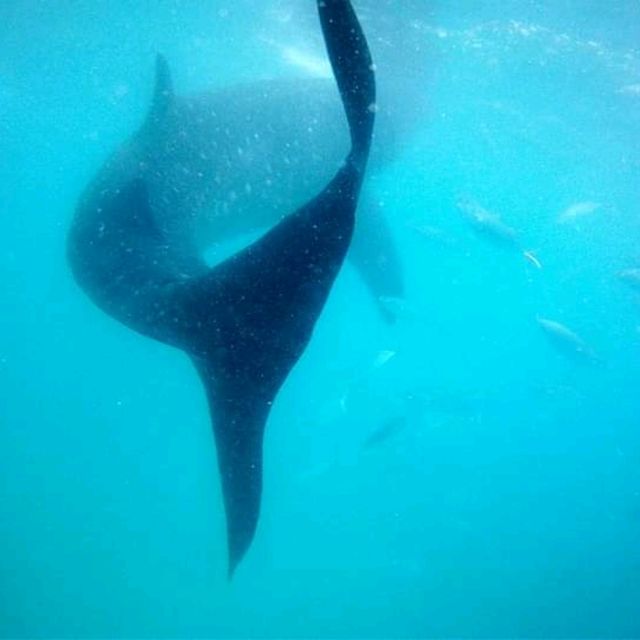 Whale Watching Oslob Cebu