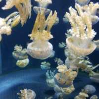 The Jelly Fish and Deep Ocean Marine Life