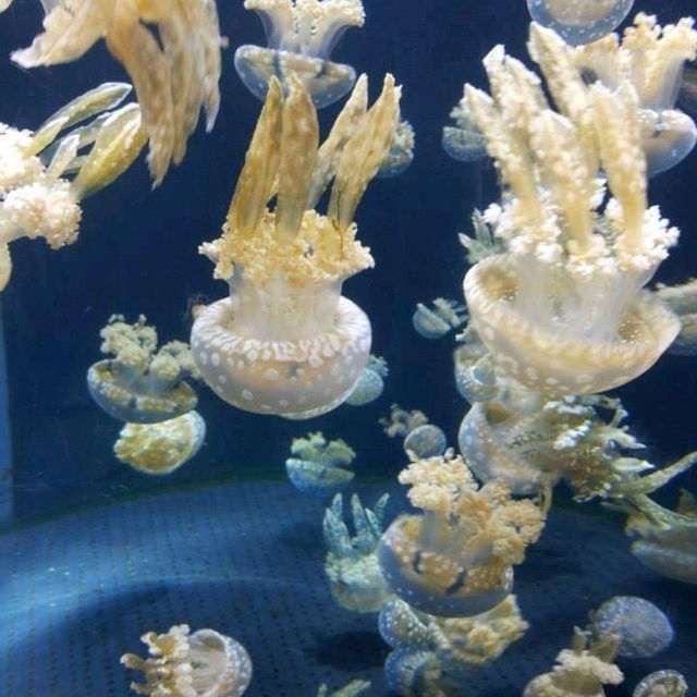 The Jelly Fish and Deep Ocean Marine Life