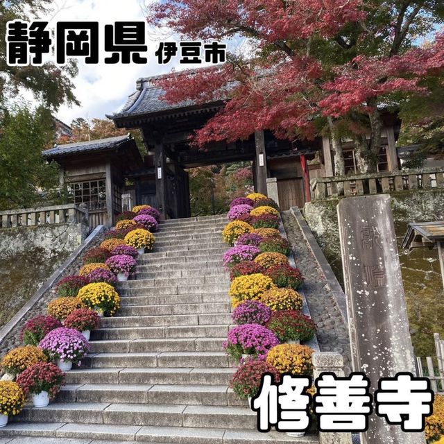 修善寺竹林の小怪【静岡県/修善寺 】