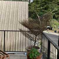 TH Tree House Along the Road