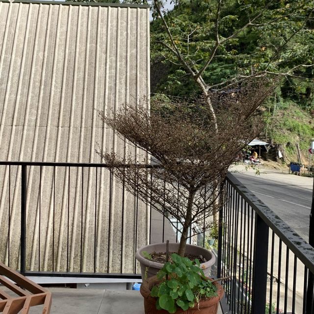 TH Tree House Along the Road