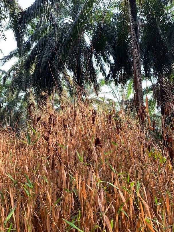 Bukit Melati Nilai Negeri Sembilan 👍🏻✨