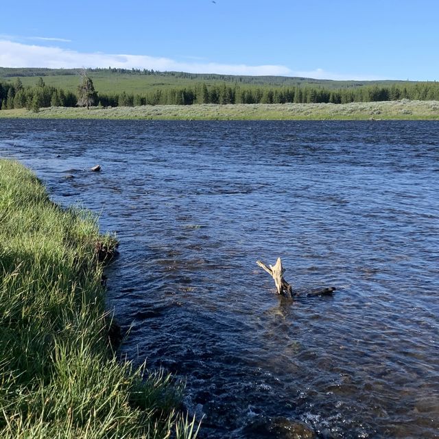 Yellowstone speaks for itself…just listen 💥