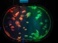 Aquaria Phuket พิพิธภัณฑ์สัตว์น้ำที่ใหญ่ที่สุด