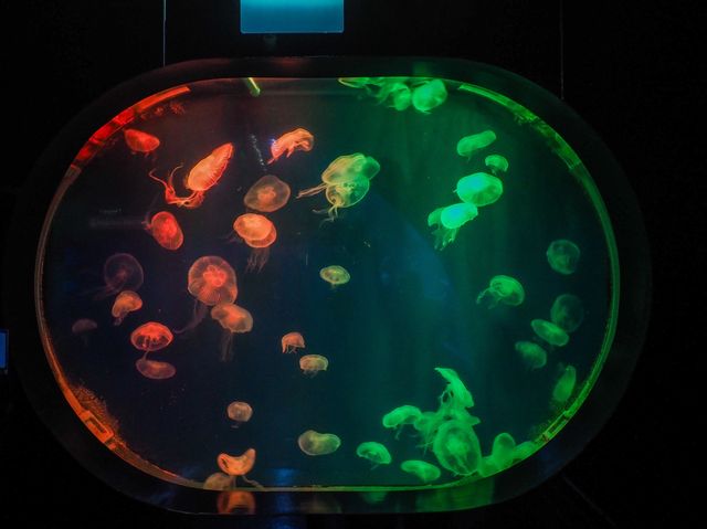 Aquaria Phuket พิพิธภัณฑ์สัตว์น้ำที่ใหญ่ที่สุด