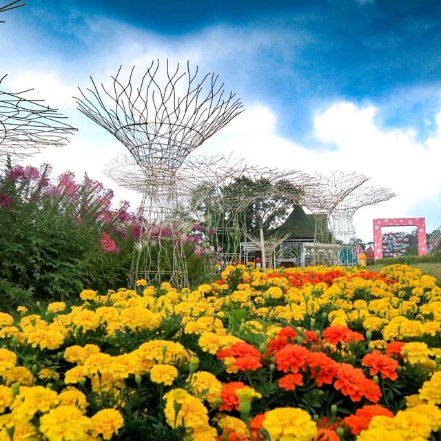 CELOSIA FLOWER PARK