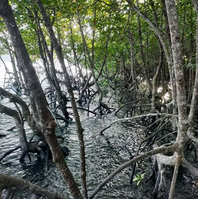 สะพานแดง ชมป่าชายเลน