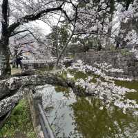 【神奈川】お城と満開の桜が美しい桜の名所🌸
