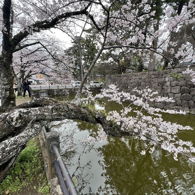 【神奈川】お城と満開の桜が美しい桜の名所🌸