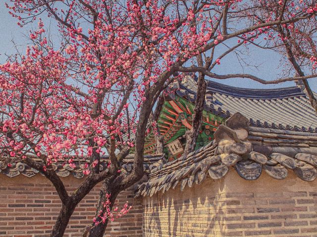 🌺서울에서 홍매화가 제일 예쁜 궁, 창덕궁🌺