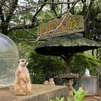 六福村樂園｜刺激的遊樂設施和可愛的野生動物，值得票價
