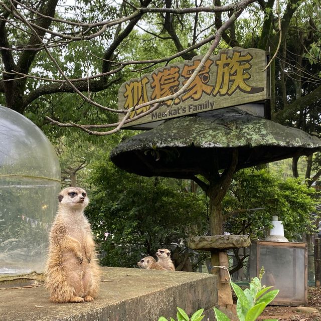 六福村樂園｜刺激的遊樂設施和可愛的野生動物，值得票價