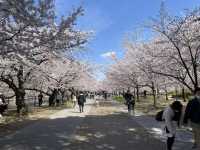 【大阪城公園】天守閣はもちろんお花見、お散歩なんでもできる