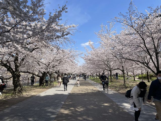 【大阪城公園】天守閣はもちろんお花見、お散歩なんでもできる